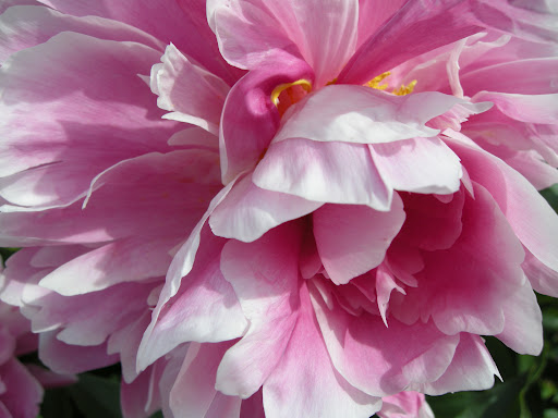 Peony