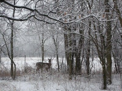 Deer in Backyard                        (C) 2012 Margaret Dubay Mikus