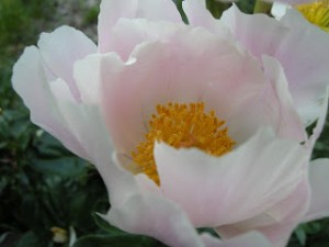 Peony by the Driveway, 2012          Copyright MDMikus