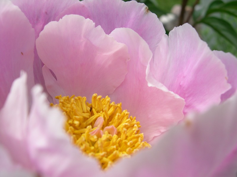 Peony in Sun--Margaret Dubay Mikus, Copyright 2006