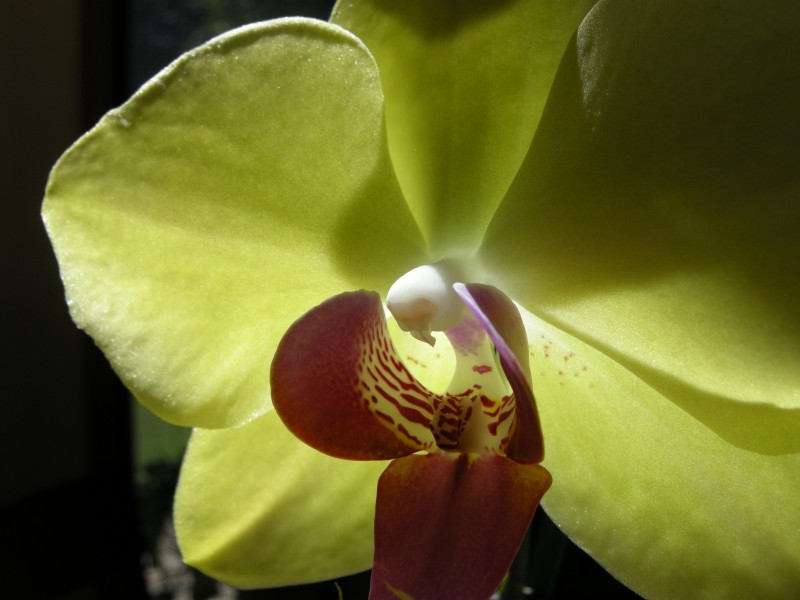 Sun Through Orchid Copyright 2013 Margaret Dubay Mikus