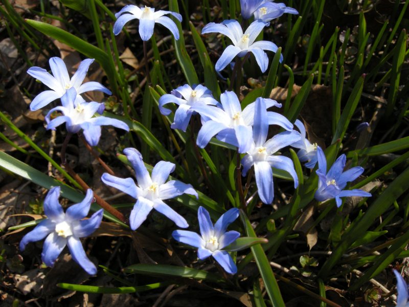 Flowers Catch April Sun by Margaret Dubay Mikus Copyright 2014 