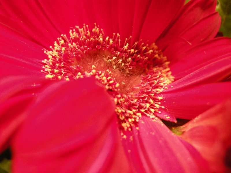 Gift Gerbera Daisy by Margaret Dubay Mikus Copyright 2014