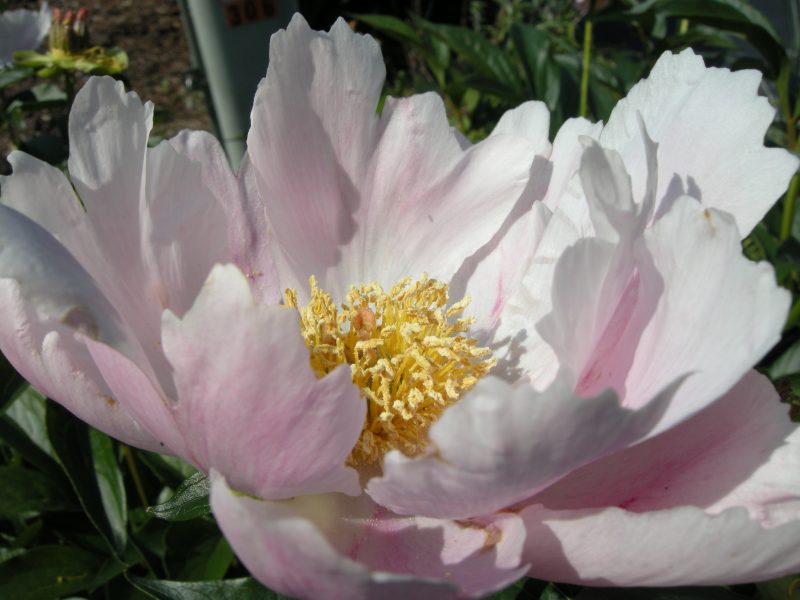 Peony Open to Sun, by MDMikus Copyright 2016