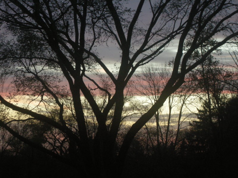 November 11, 2016, Backyard Sky and Trees, (c) MDMikus